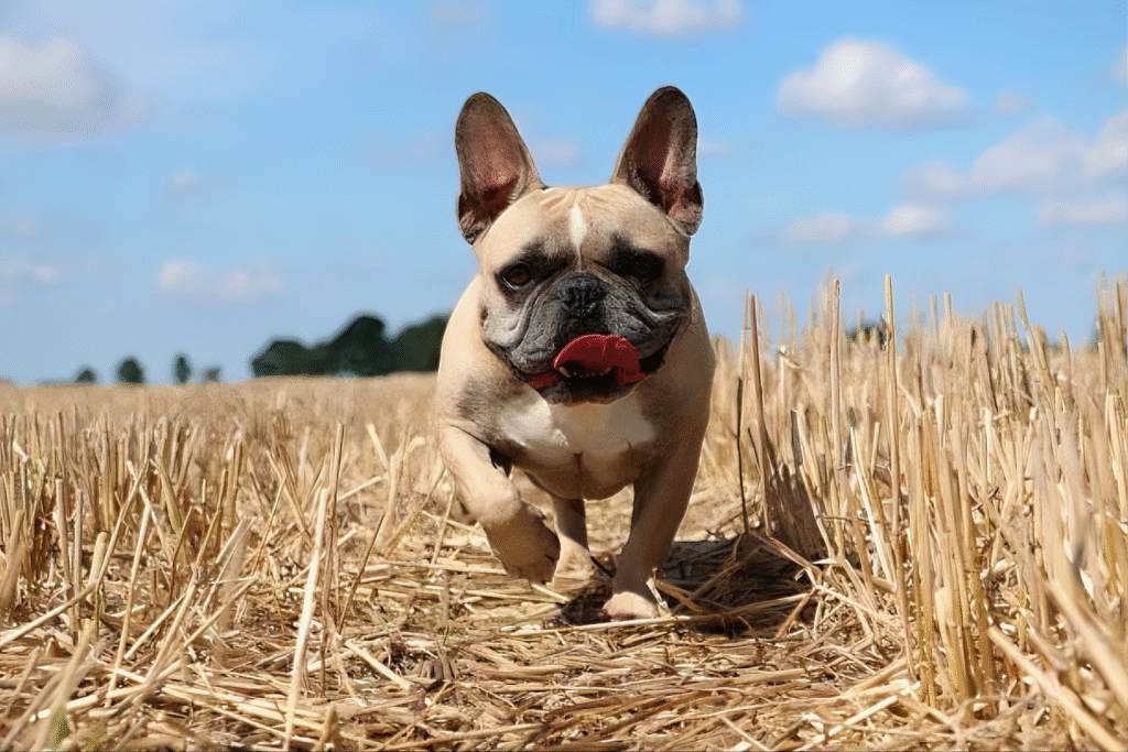 Buldogue Francês