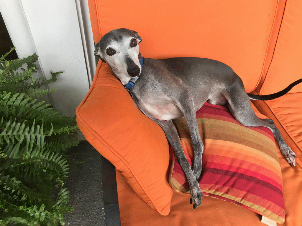 Galgo Italiano