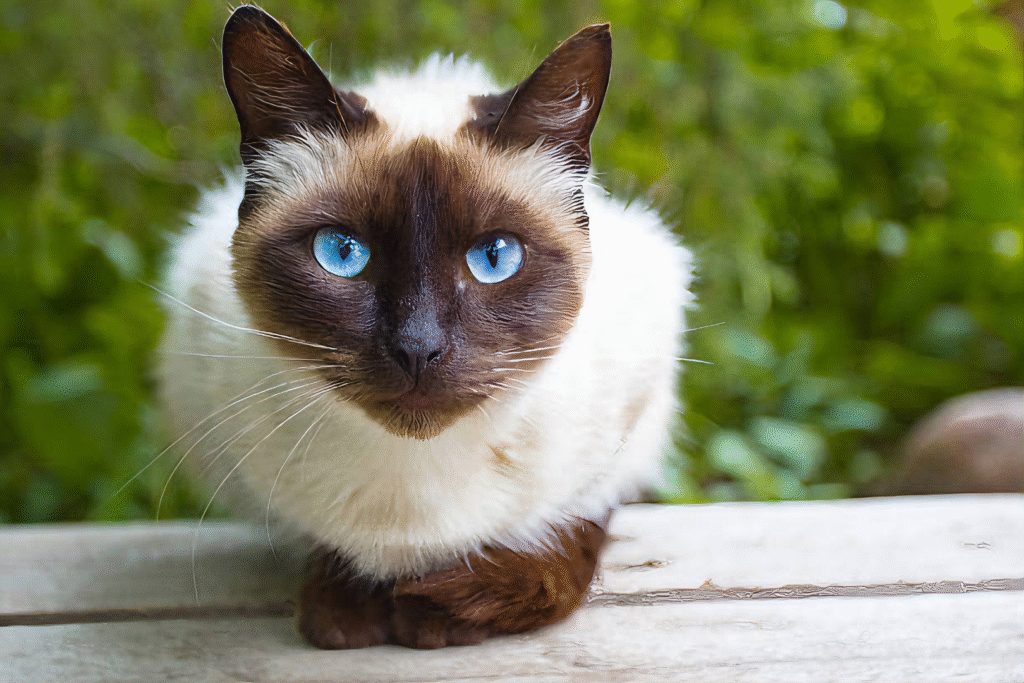 gato siamês