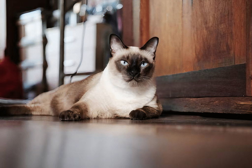 gato siamês